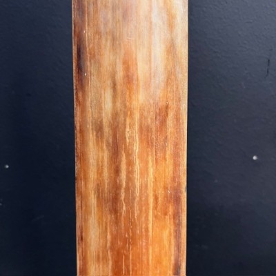 Rostrum of swordfish XXL