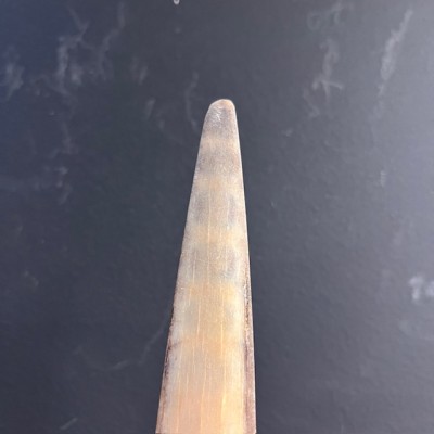 Rostrum of swordfish XXL