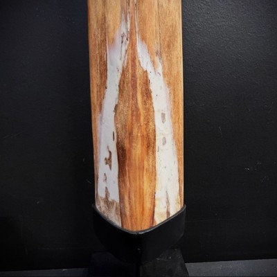 Rostrum of swordfish XXL