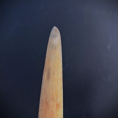 Rostre d'Espadon - Taille L - Environ 93-95cm