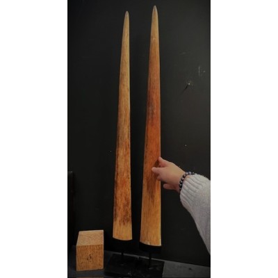 Rostre d'Espadon - Taille L - Environ 93-95cm