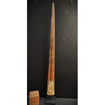 Rostre d'Espadon gravé de Bornéo - 108cm