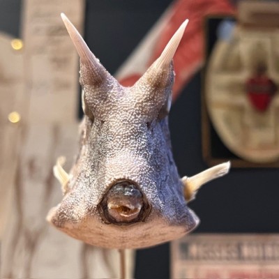 Grand poisson vache sur socle - Lactoria cornuta