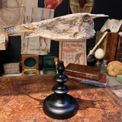 Grand poisson vache sur socle - Lactoria cornuta