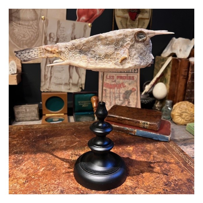 Grand poisson vache sur socle - Lactoria cornuta