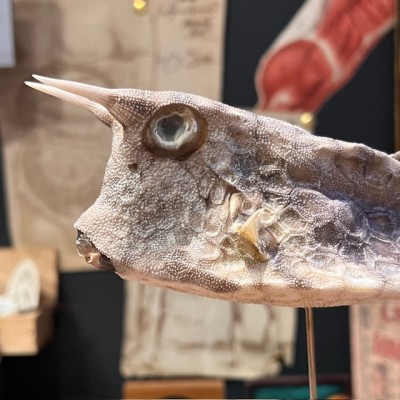 Grand poisson vache sur socle - Lactoria cornuta