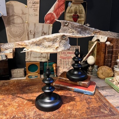 Grand poisson vache sur socle - Lactoria cornuta