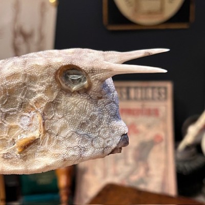 Grand poisson vache sur socle - Lactoria cornuta