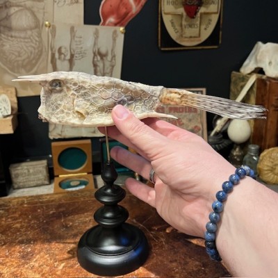 Grand poisson vache sur socle - Lactoria cornuta