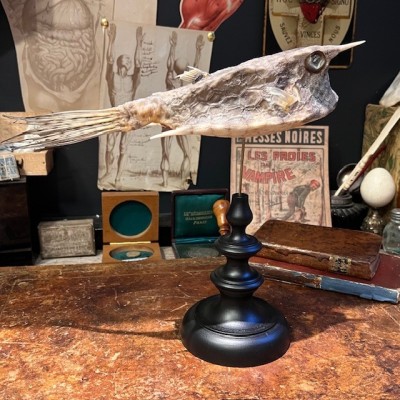 Grand poisson vache sur socle - Lactoria cornuta