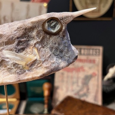 Grand poisson vache sur socle - Lactoria cornuta