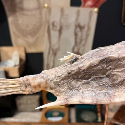 Grand poisson vache sur socle - Lactoria cornuta