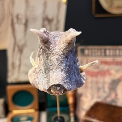 Grand poisson vache sur socle - Lactoria cornuta