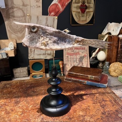 Grand poisson vache sur socle - Lactoria cornuta