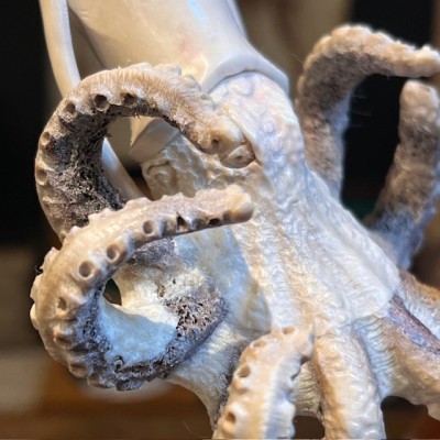 Deer antler wood sculpture - Octopus on pedestal
