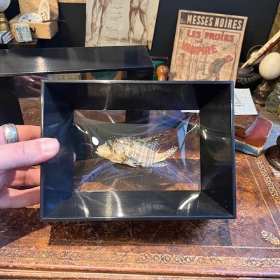 Lionfish - Pterois volitans in curved glass box frame