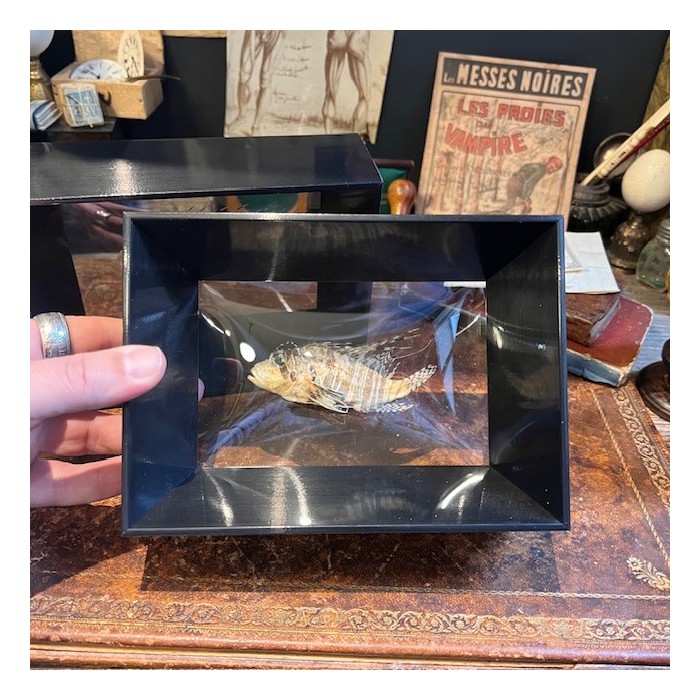 Lionfish - Pterois volitans in curved glass box frame