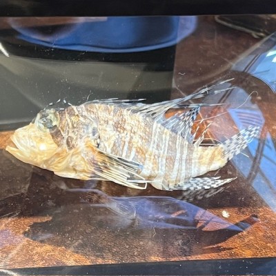 Lionfish - Pterois volitans in curved glass box frame