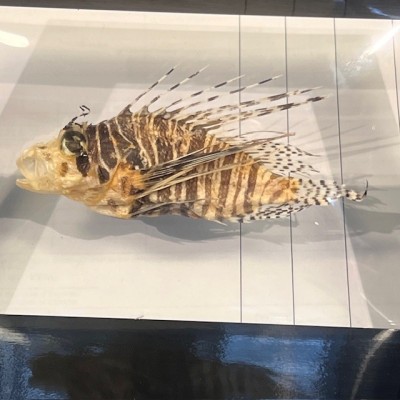 Poisson scorpion - Rascasse volante - Poisson Lion