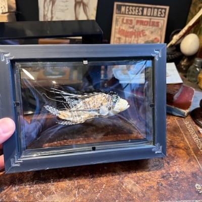 Lionfish - Pterois volitans in curved glass box frame