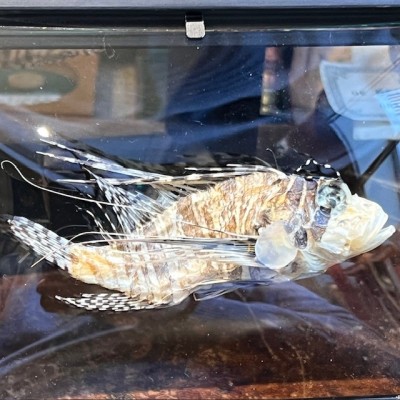 Lionfish - Pterois volitans in curved glass box frame