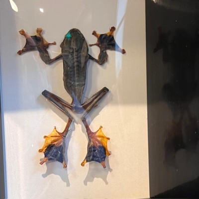 Tree frog - Flying frog in curved glass box frame