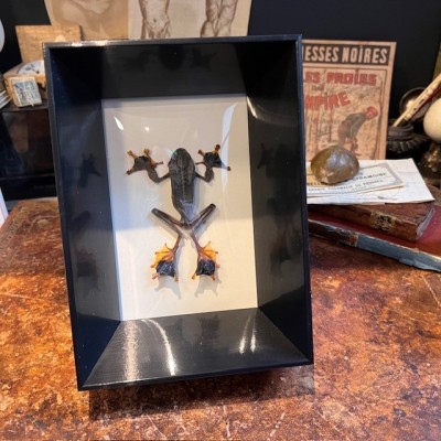 Tree frog - Flying frog in curved glass box frame