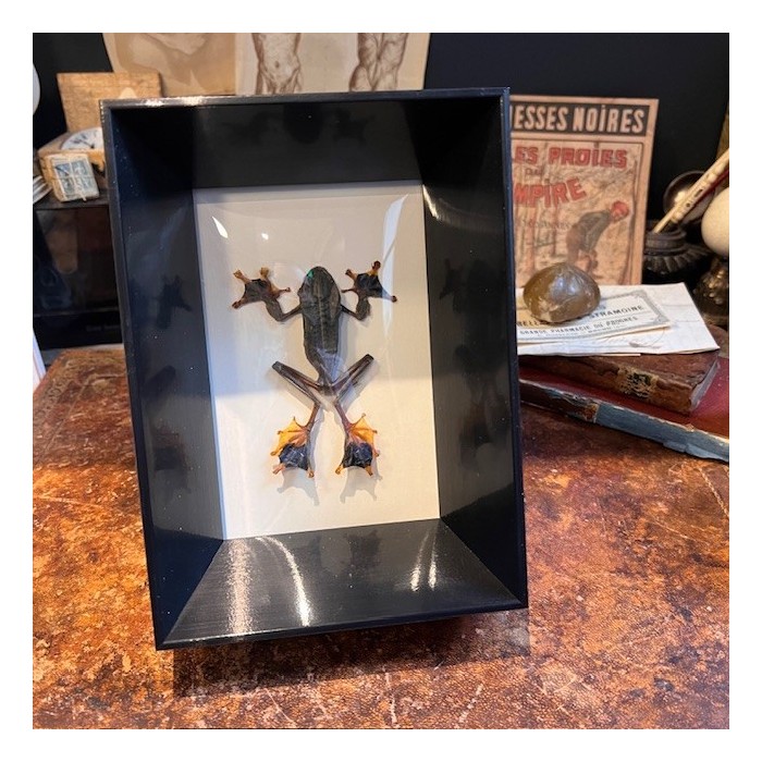 Tree frog - Flying frog in curved glass box frame
