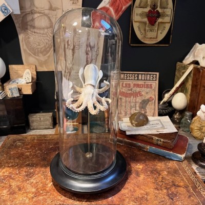 Deer antler sculpture - Octopus on base and under glass dome