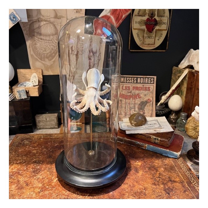 Deer antler sculpture - Octopus on base and under glass dome