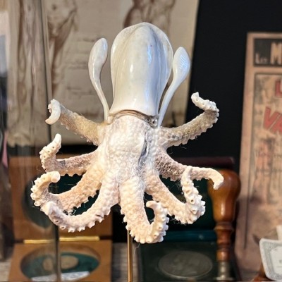 Deer antler sculpture - Octopus on base and under glass dome