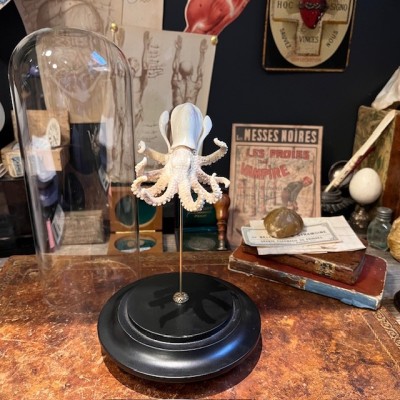 Deer antler sculpture - Octopus on base and under glass dome