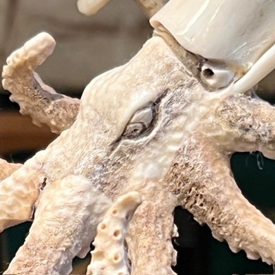 Deer antler sculpture - Octopus on base and under glass dome