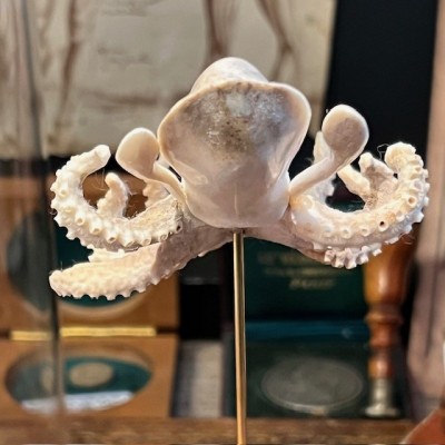 Deer antler sculpture - Octopus on base and under glass dome