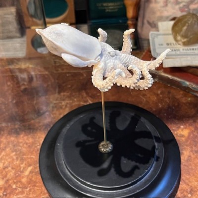 Deer antler sculpture - Octopus on base and under glass dome