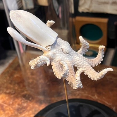 Deer antler sculpture - Octopus on base and under glass dome