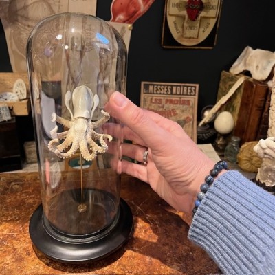 Deer antler sculpture - Octopus on base and under glass dome