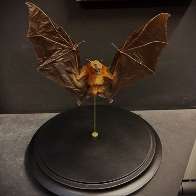 Chauve-souris ailes ouvertes sous globe - Cynopterus brachyotis