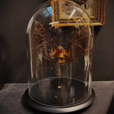 Bat with wings spread under glass globe - Cynopterus brachyotis