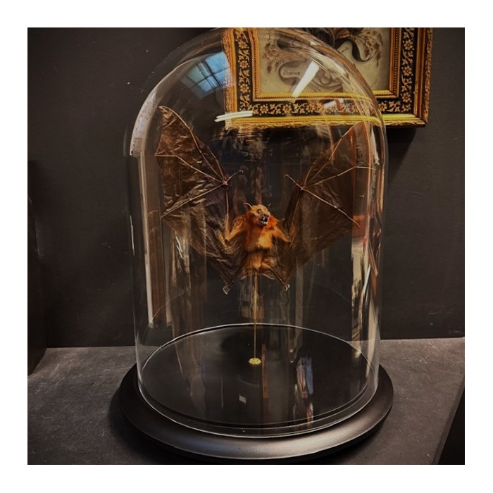 Bat with wings spread under glass globe - Cynopterus brachyotis