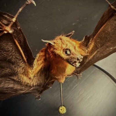 Bat with wings spread under glass globe - Cynopterus brachyotis