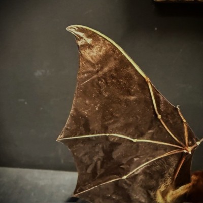 Chauve-souris ailes ouvertes sous globe - Cynopterus brachyotis