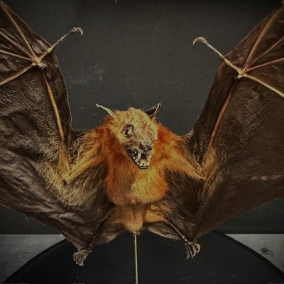 Chauve-souris ailes ouvertes sous globe - Cynopterus brachyotis