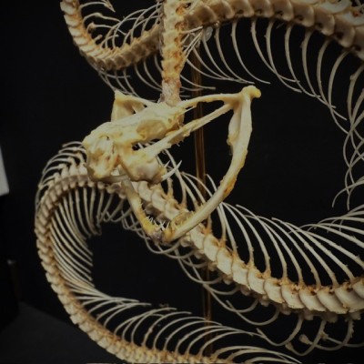 Skeleton of an Indonesian pit viper under a globe