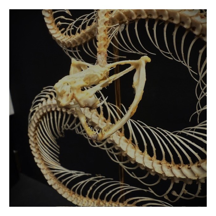 Skeleton of an Indonesian pit viper under a globe