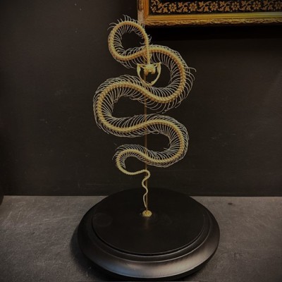 Skeleton of an Indonesian pit viper under a globe