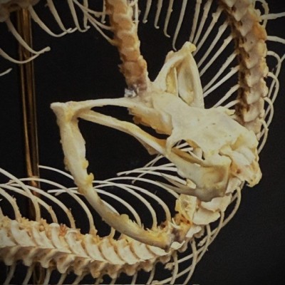Skeleton of an Indonesian pit viper under a globe