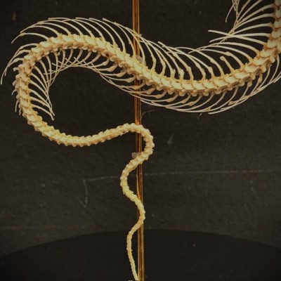 Skeleton of an Indonesian pit viper under a globe