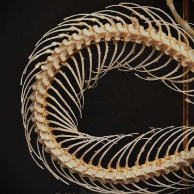 Skeleton of an Indonesian pit viper under a globe