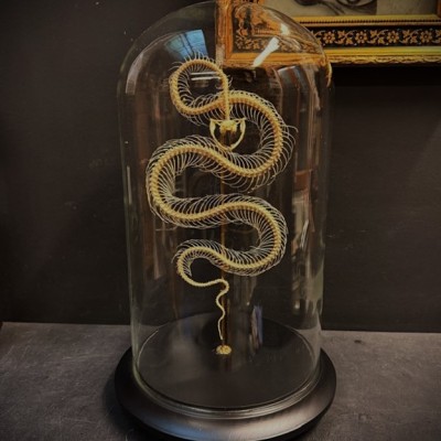 Skeleton of an Indonesian pit viper under a globe